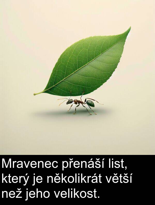 několikrát: Mravenec přenáší list, který je několikrát větší než jeho velikost.