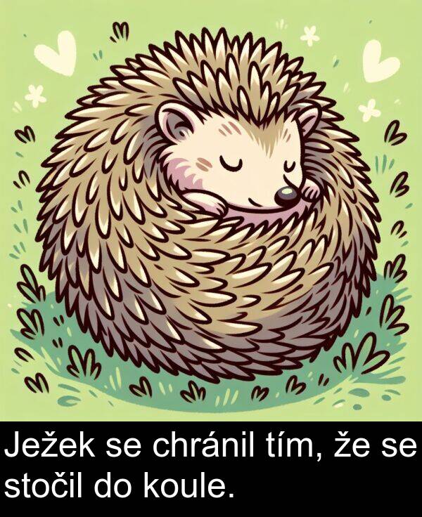 stočil: Ježek se chránil tím, že se stočil do koule.