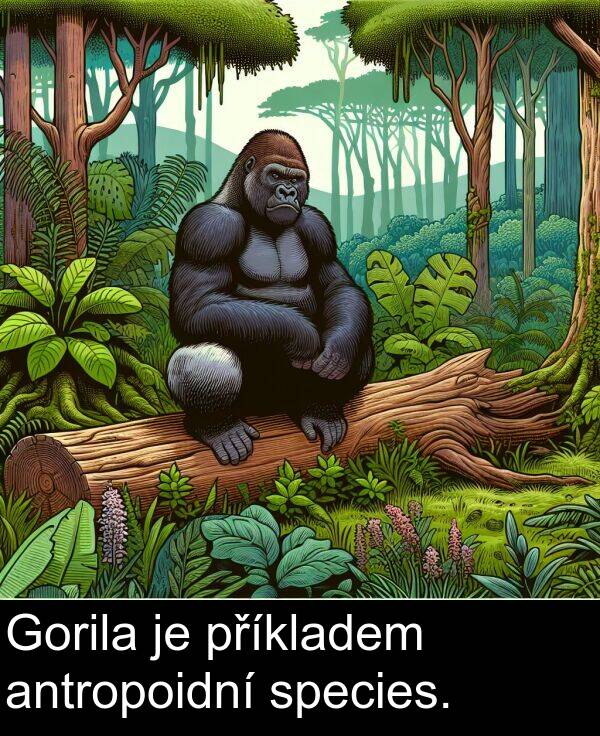 antropoidní: Gorila je příkladem antropoidní species.