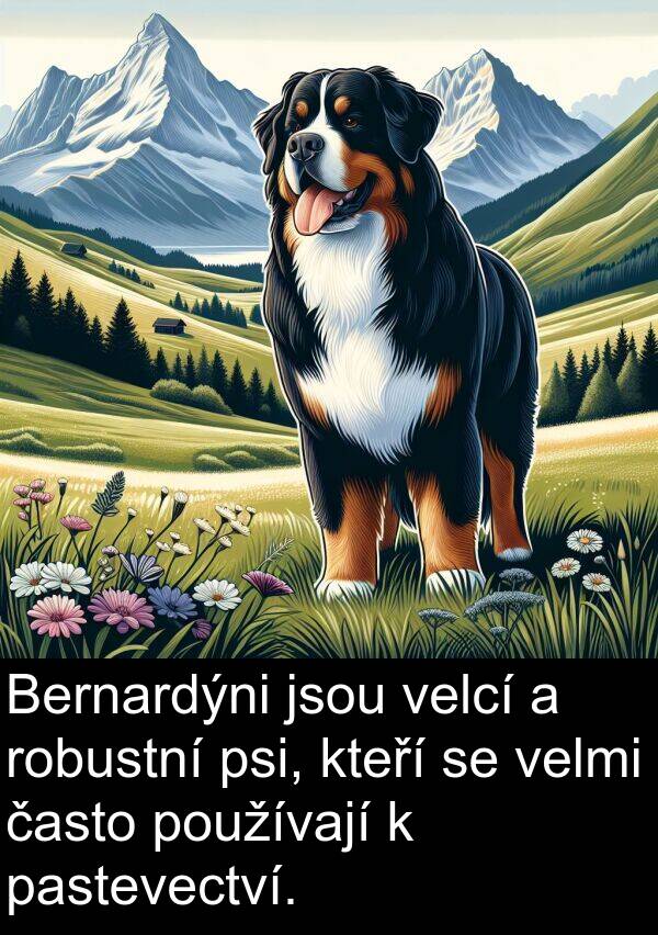často: Bernardýni jsou velcí a robustní psi, kteří se velmi často používají k pastevectví.