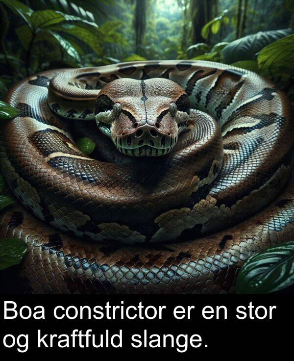 kraftfuld: Boa constrictor er en stor og kraftfuld slange.