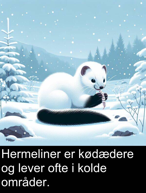 kødædere: Hermeliner er kødædere og lever ofte i kolde områder.