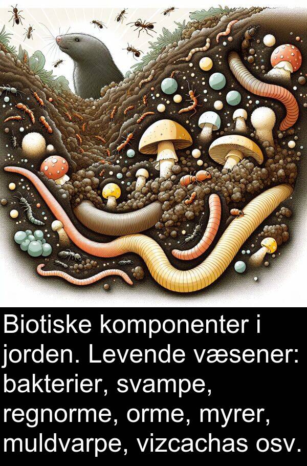 komponenter: Biotiske komponenter i jorden. Levende væsener: bakterier, svampe, regnorme, orme, myrer, muldvarpe, vizcachas osv.