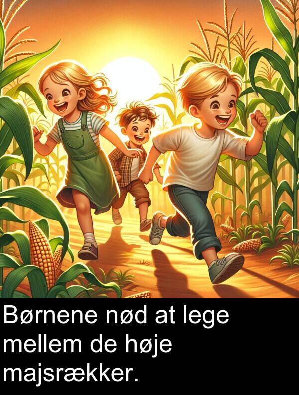 høje: Børnene nød at lege mellem de høje majsrækker.