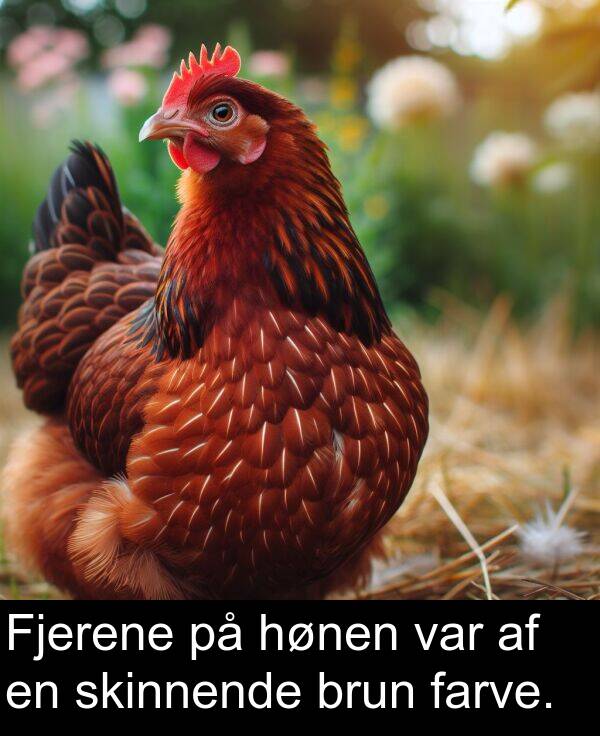 hønen: Fjerene på hønen var af en skinnende brun farve.