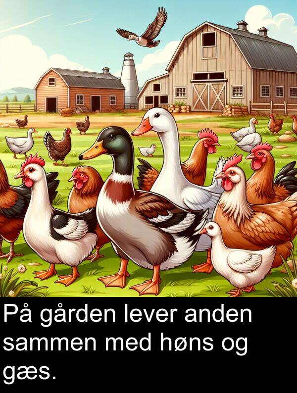 gården: På gården lever anden sammen med høns og gæs.