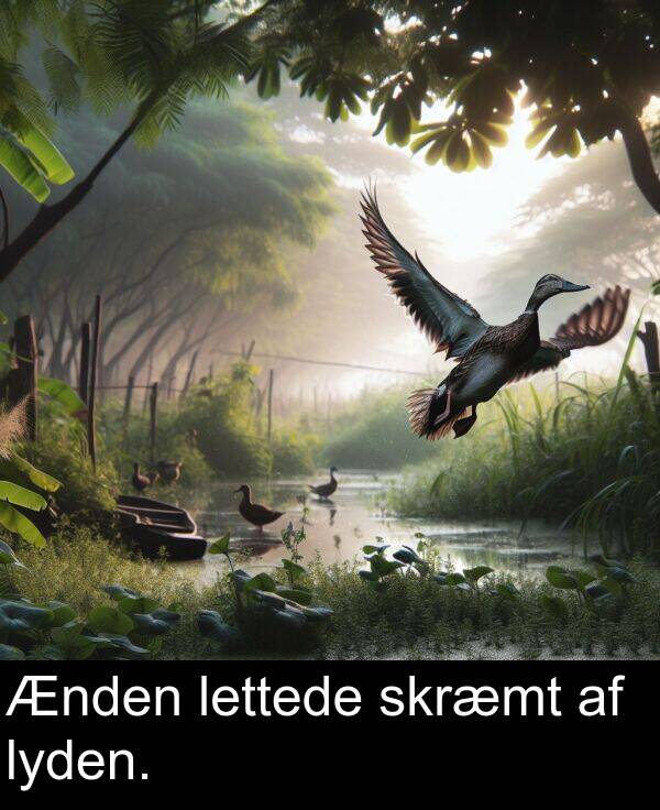 skræmt: Ænden lettede skræmt af lyden.