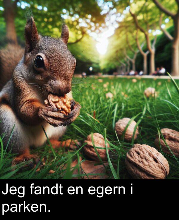 fandt: Jeg fandt en egern i parken.