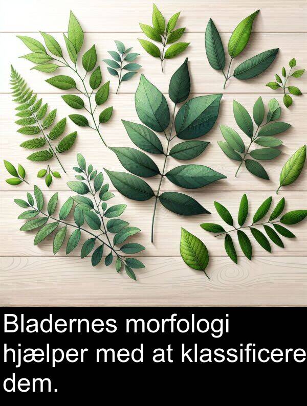 morfologi: Bladernes morfologi hjælper med at klassificere dem.