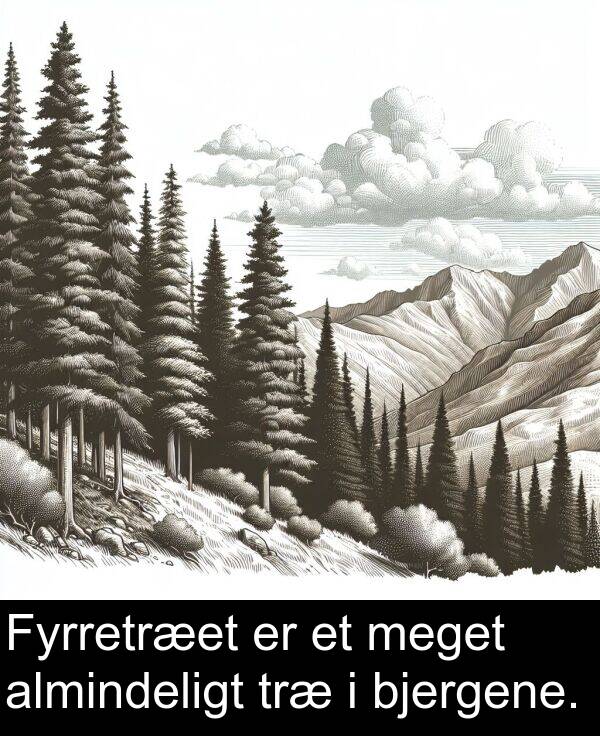 træ: Fyrretræet er et meget almindeligt træ i bjergene.