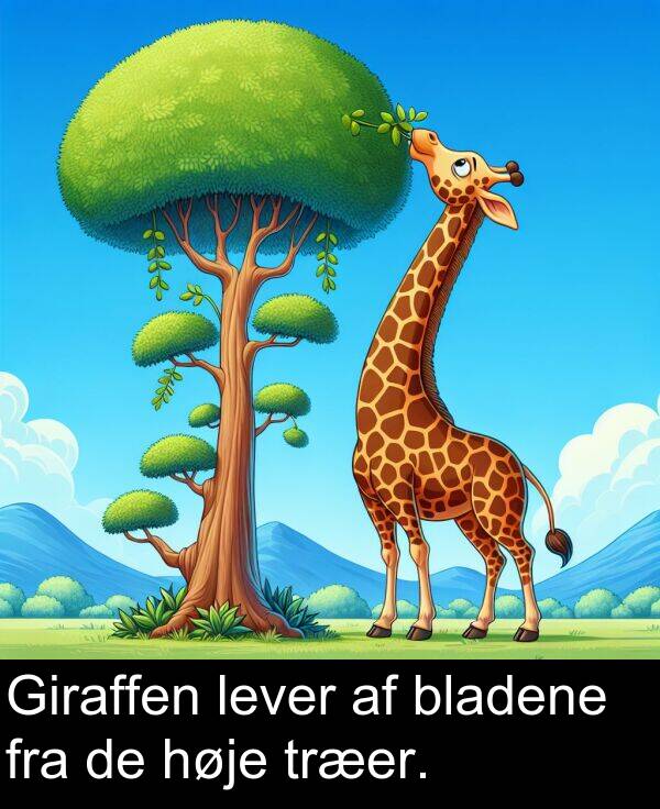 høje: Giraffen lever af bladene fra de høje træer.