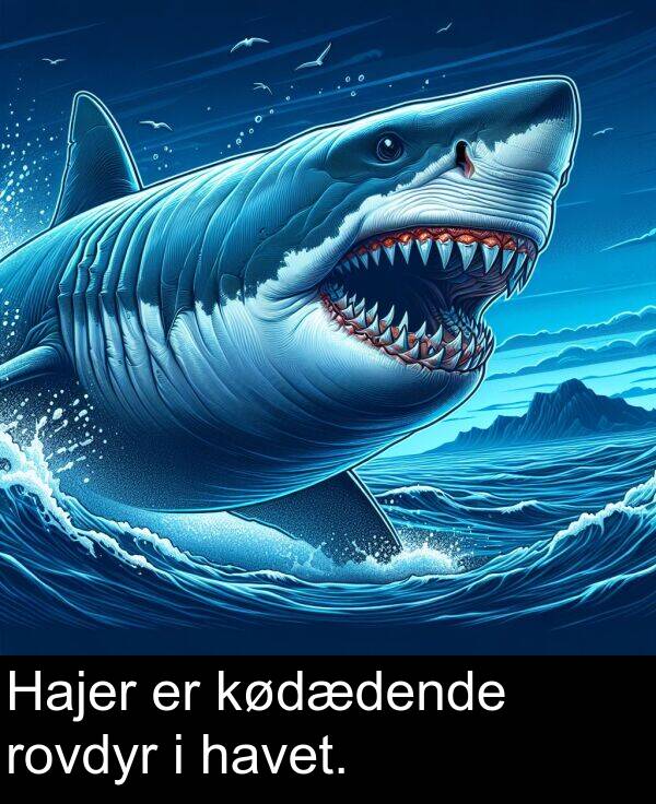 kødædende: Hajer er kødædende rovdyr i havet.