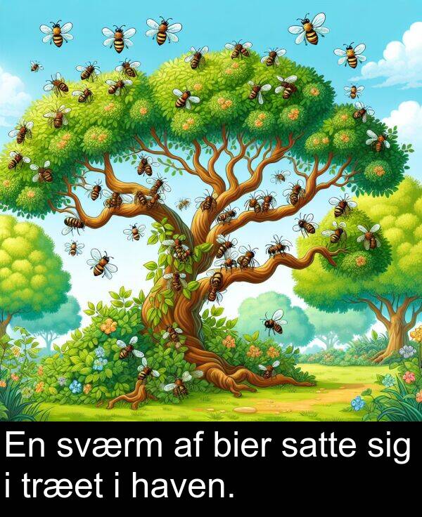 sværm: En sværm af bier satte sig i træet i haven.