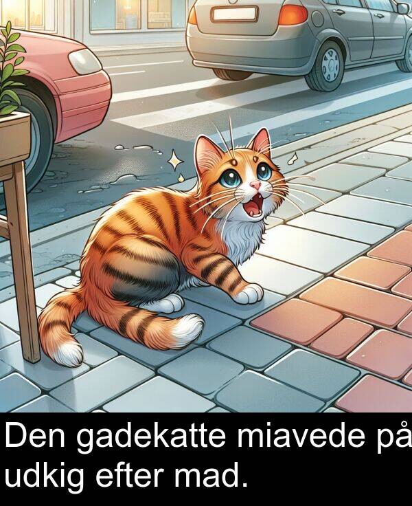 efter: Den gadekatte miavede på udkig efter mad.