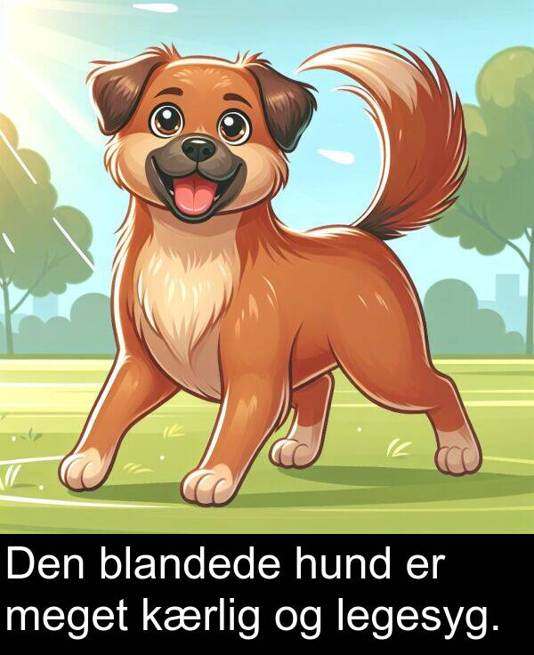 kærlig: Den blandede hund er meget kærlig og legesyg.