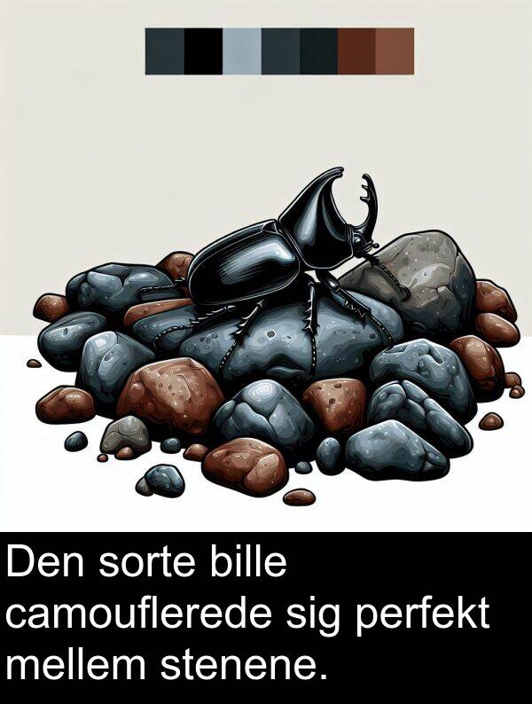 mellem: Den sorte bille camouflerede sig perfekt mellem stenene.