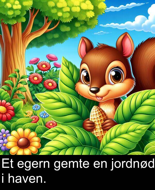 jordnød: Et egern gemte en jordnød i haven.