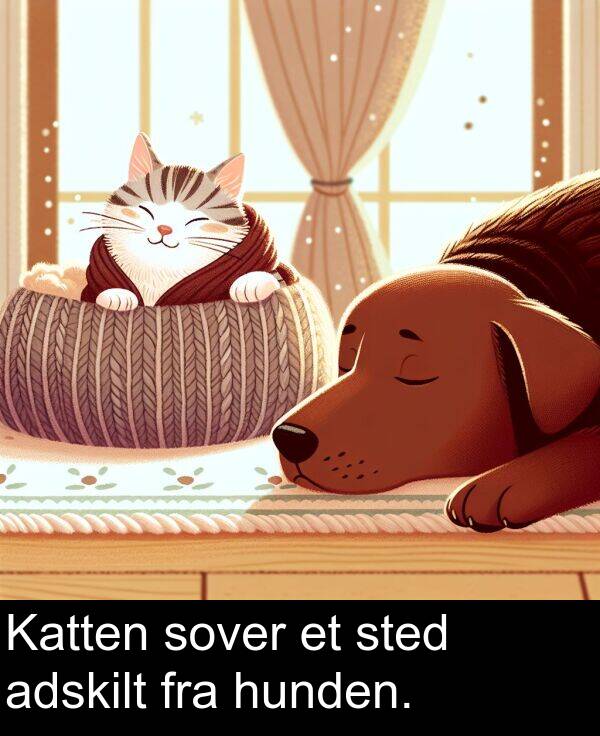 hunden: Katten sover et sted adskilt fra hunden.