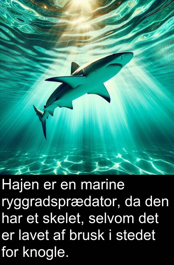 marine: Hajen er en marine ryggradsprædator, da den har et skelet, selvom det er lavet af brusk i stedet for knogle.