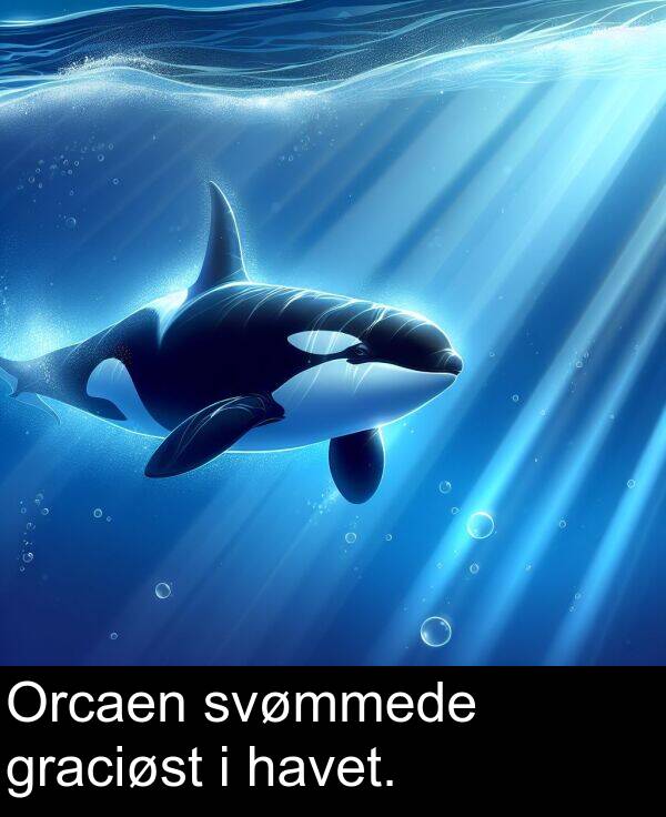 havet: Orcaen svømmede graciøst i havet.