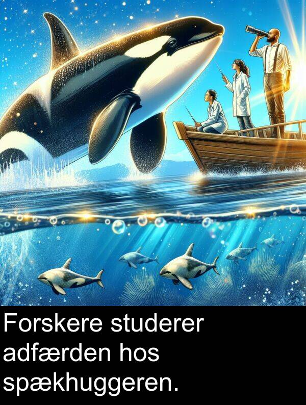 hos: Forskere studerer adfærden hos spækhuggeren.
