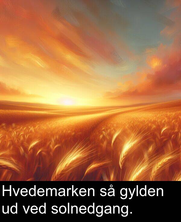 ved: Hvedemarken så gylden ud ved solnedgang.