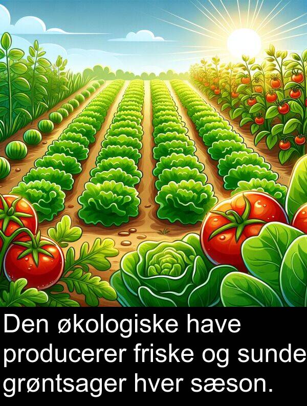 økologiske: Den økologiske have producerer friske og sunde grøntsager hver sæson.