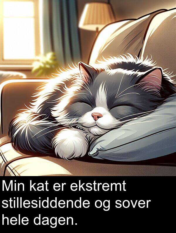 kat: Min kat er ekstremt stillesiddende og sover hele dagen.