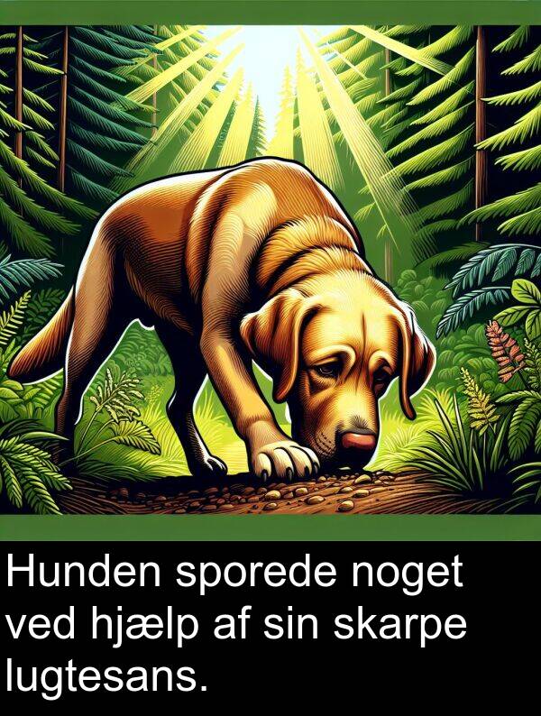 ved: Hunden sporede noget ved hjælp af sin skarpe lugtesans.