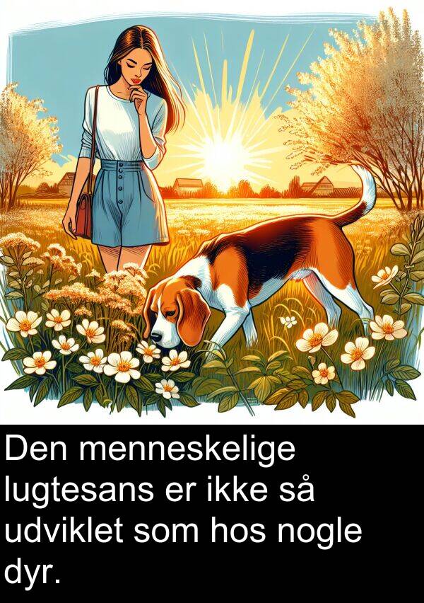 hos: Den menneskelige lugtesans er ikke så udviklet som hos nogle dyr.
