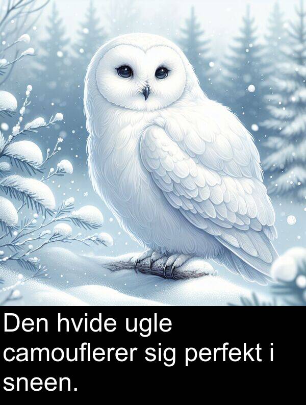 hvide: Den hvide ugle camouflerer sig perfekt i sneen.
