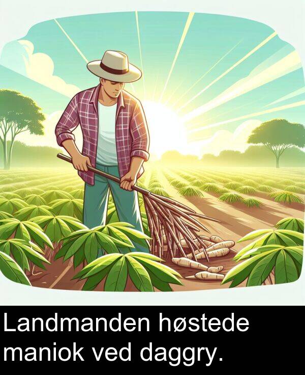 ved: Landmanden høstede maniok ved daggry.