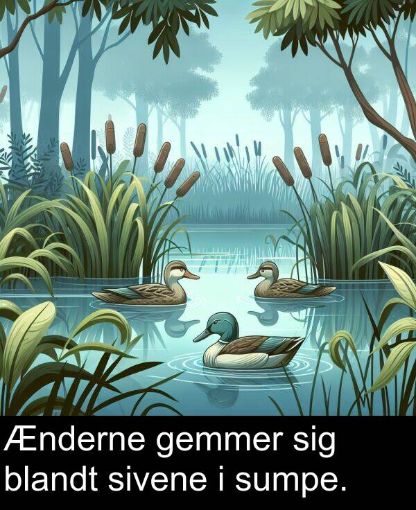 gemmer: Ænderne gemmer sig blandt sivene i sumpe.