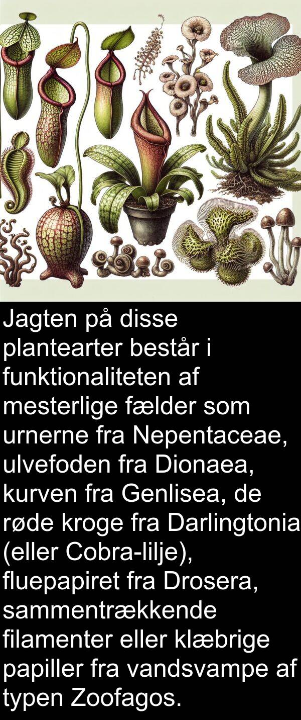 kroge: Jagten på disse plantearter består i funktionaliteten af mesterlige fælder som urnerne fra Nepentaceae, ulvefoden fra Dionaea, kurven fra Genlisea, de røde kroge fra Darlingtonia (eller Cobra-lilje), fluepapiret fra Drosera, sammentrækkende filamenter eller klæbrige papiller fra vandsvampe af typen Zoofagos.