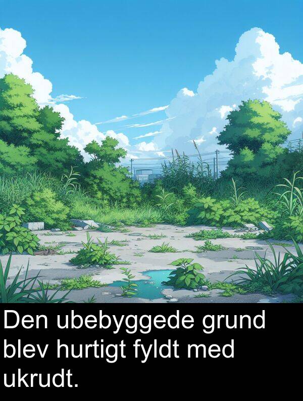 hurtigt: Den ubebyggede grund blev hurtigt fyldt med ukrudt.