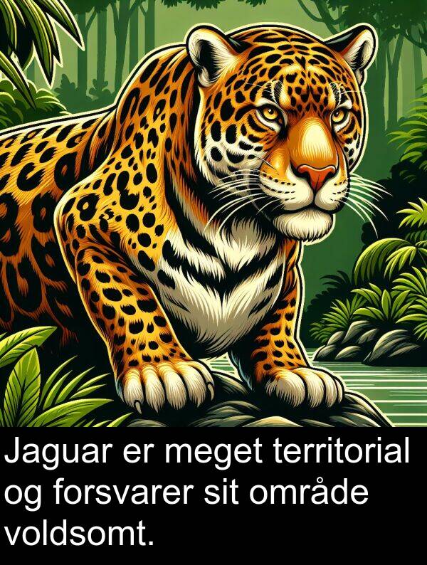 voldsomt: Jaguar er meget territorial og forsvarer sit område voldsomt.