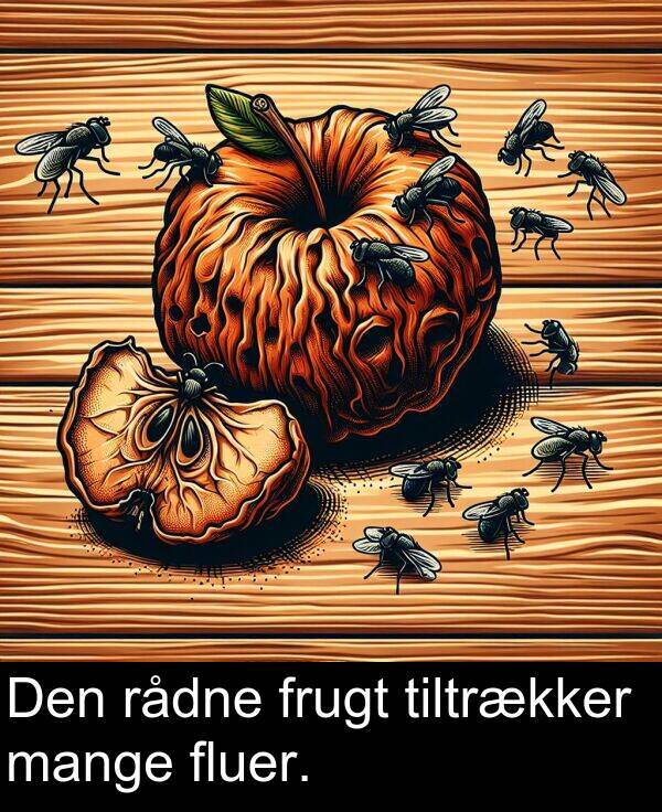 fluer: Den rådne frugt tiltrækker mange fluer.