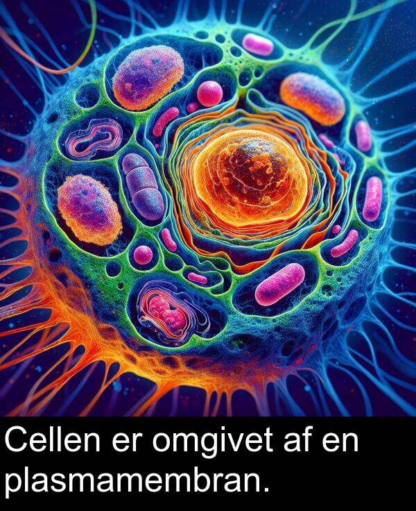 omgivet: Cellen er omgivet af en plasmamembran.