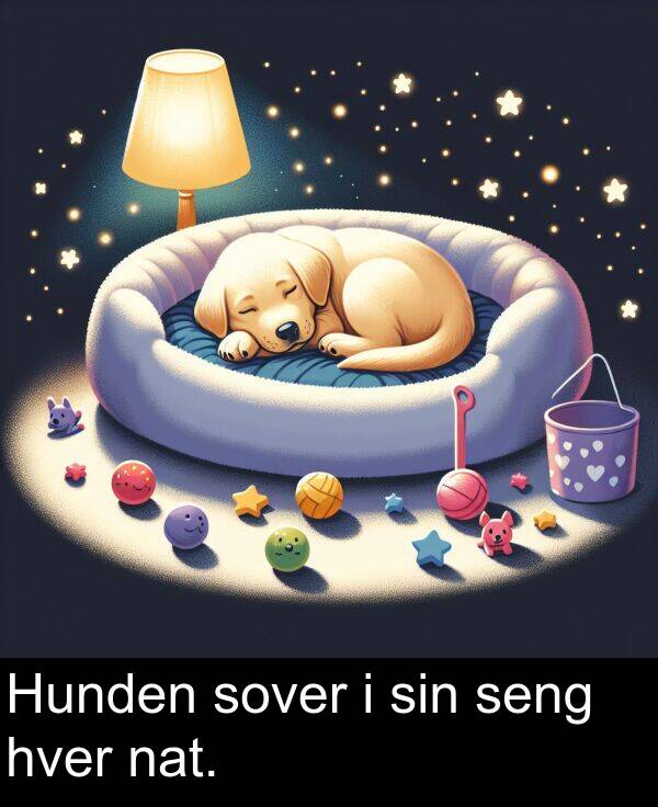 hver: Hunden sover i sin seng hver nat.