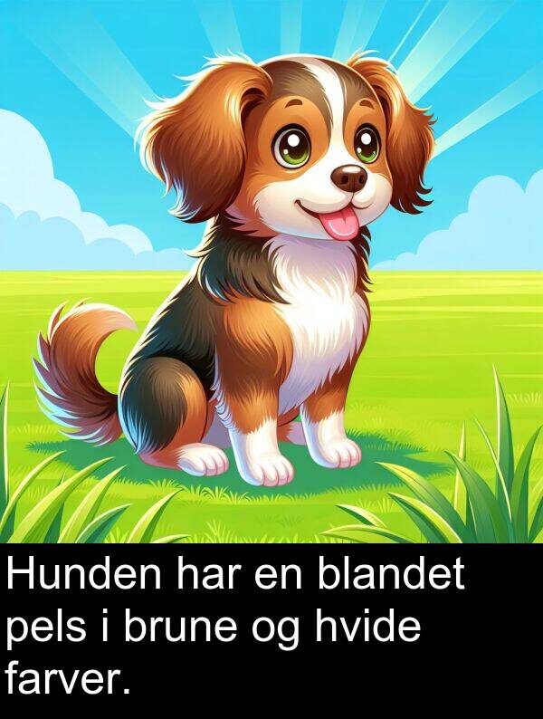 hvide: Hunden har en blandet pels i brune og hvide farver.