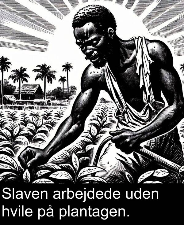 hvile: Slaven arbejdede uden hvile på plantagen.