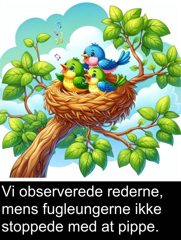 rederne: Vi observerede rederne, mens fugleungerne ikke stoppede med at pippe.