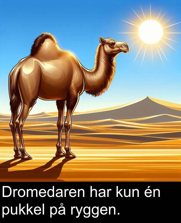 kun: Dromedaren har kun én pukkel på ryggen.