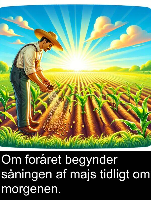 majs: Om foråret begynder såningen af majs tidligt om morgenen.