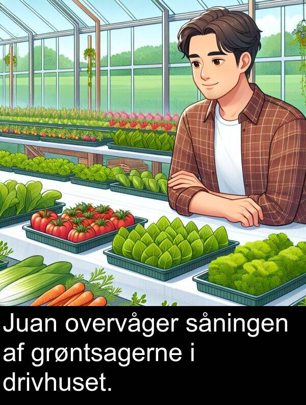 grøntsagerne: Juan overvåger såningen af grøntsagerne i drivhuset.