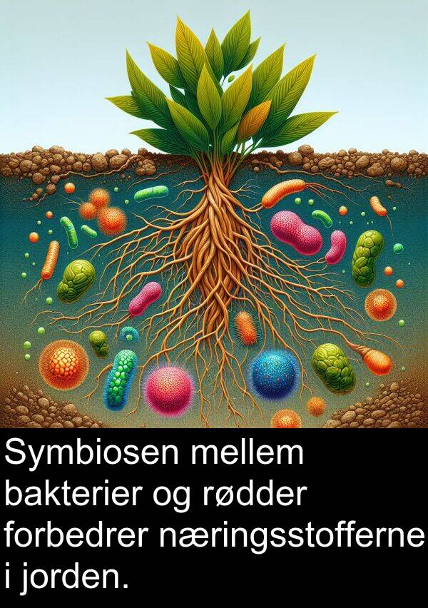 forbedrer: Symbiosen mellem bakterier og rødder forbedrer næringsstofferne i jorden.