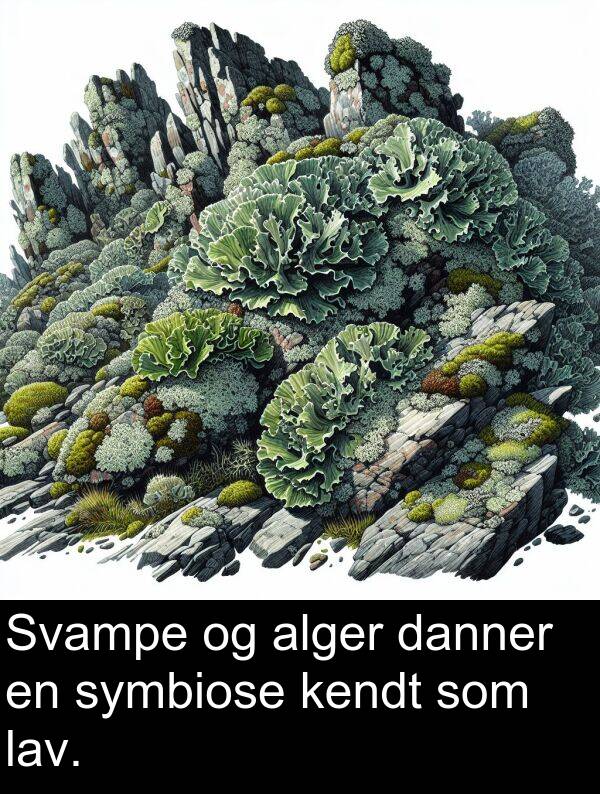 kendt: Svampe og alger danner en symbiose kendt som lav.