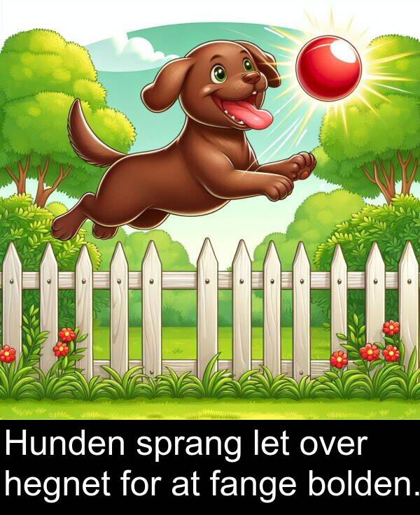 hegnet: Hunden sprang let over hegnet for at fange bolden.