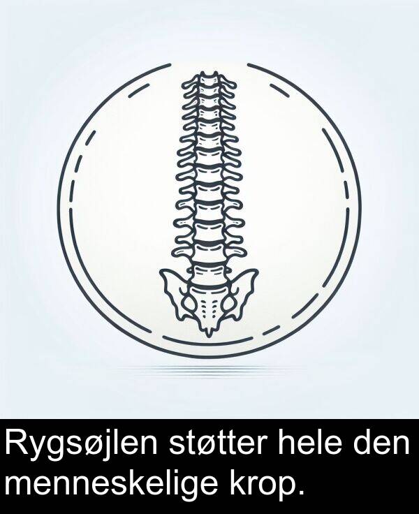 krop: Rygsøjlen støtter hele den menneskelige krop.