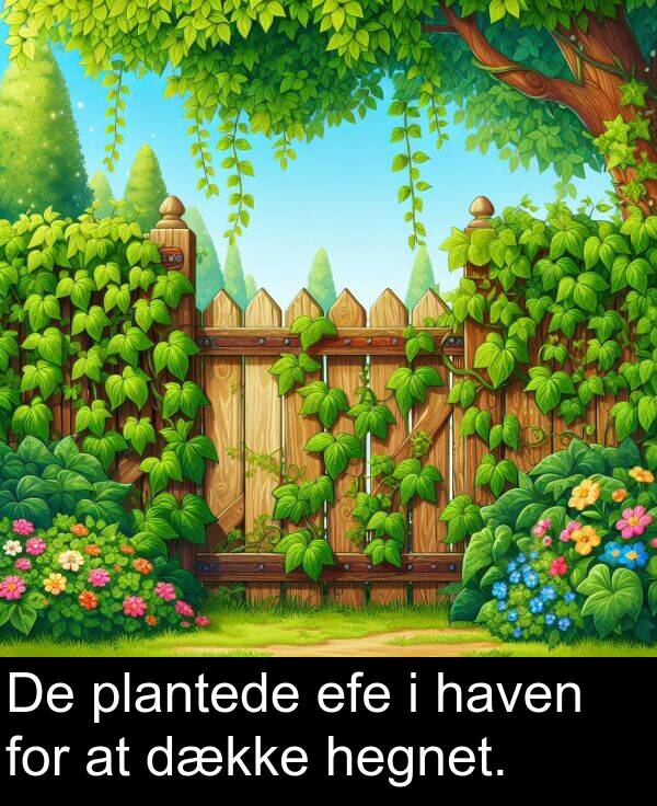 efe: De plantede efe i haven for at dække hegnet.